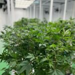 CannaFox Thailand - Premium Cannabis Farm