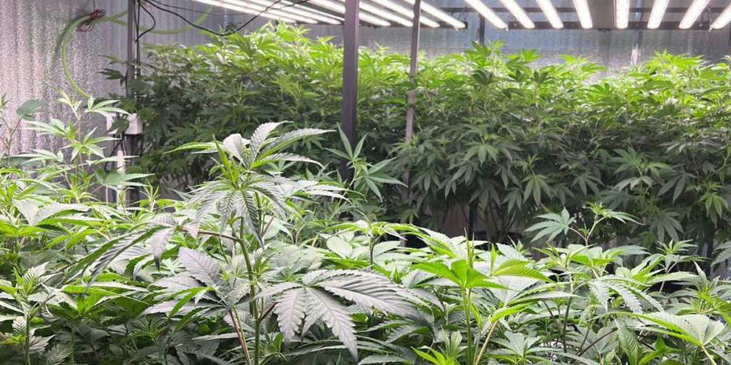 CannaFox Thailand - Premium Cannabis Farm