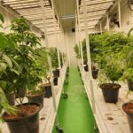 CannaFox Thailand - Premium Cannabis Farm