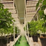 CannaFox Thailand - Premium Cannabis Farm