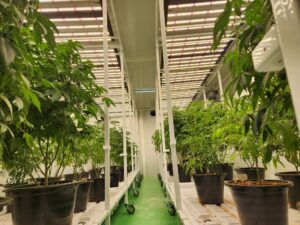 CannaFox Thailand - Premium Cannabis Farm