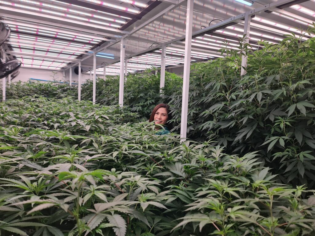 CannaFox Specialist Farms - Cannabis Thailand